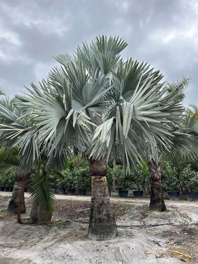 bismarckia-nobilis-silver-bismarck-palm