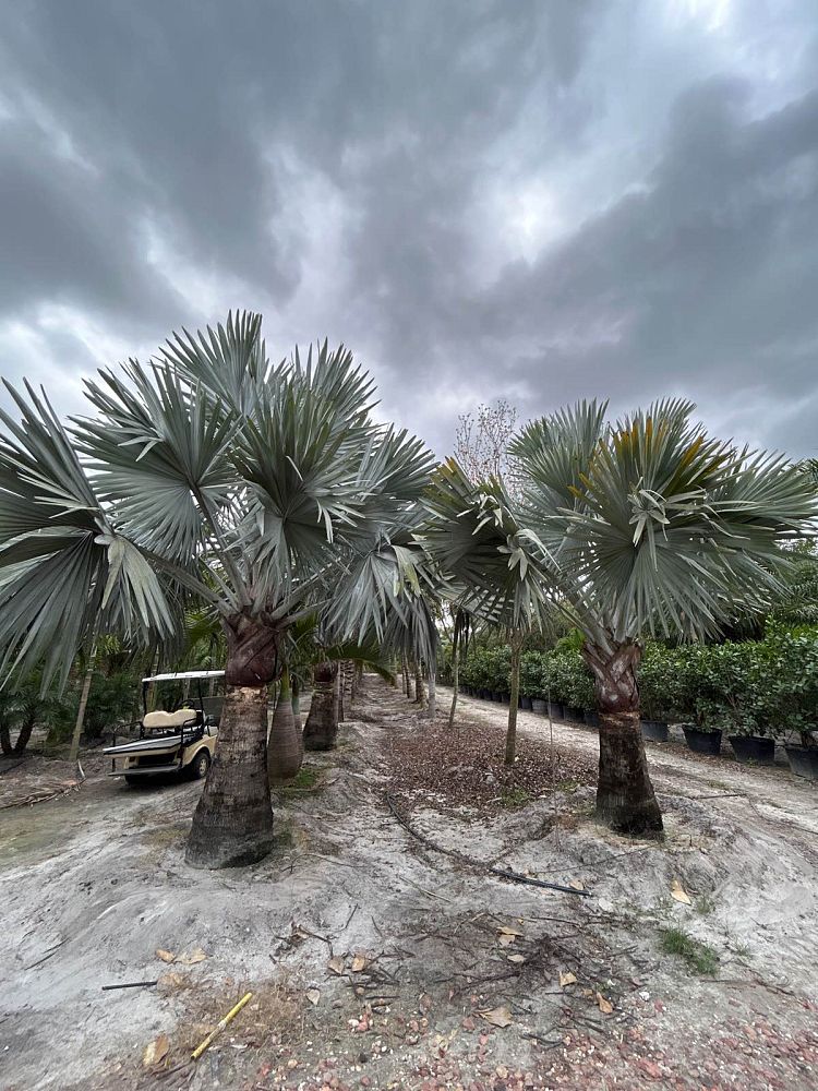bismarckia-nobilis-silver-bismarck-palm