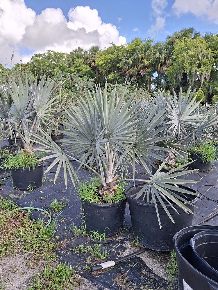 bismarckia-nobilis-silver-bismarck-palm