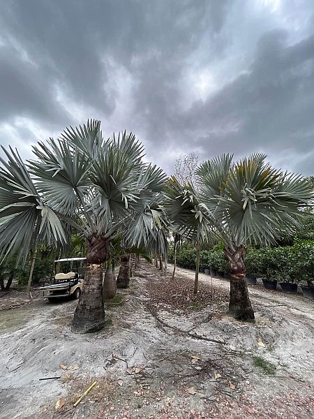 bismarckia-nobilis-silver-bismarck-palm