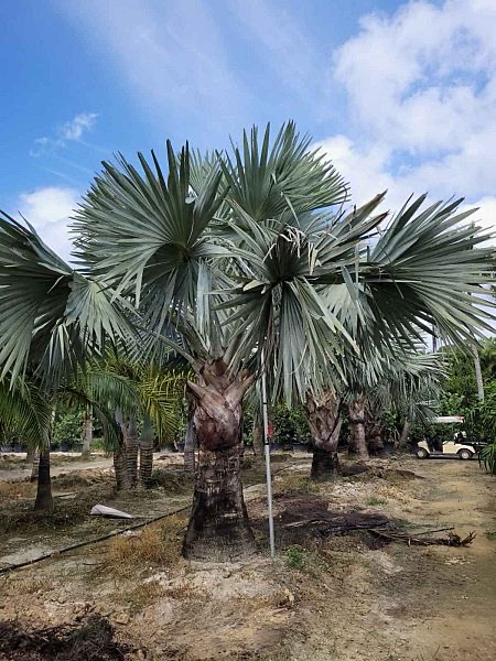 bismarckia-nobilis-silver-bismarck-palm