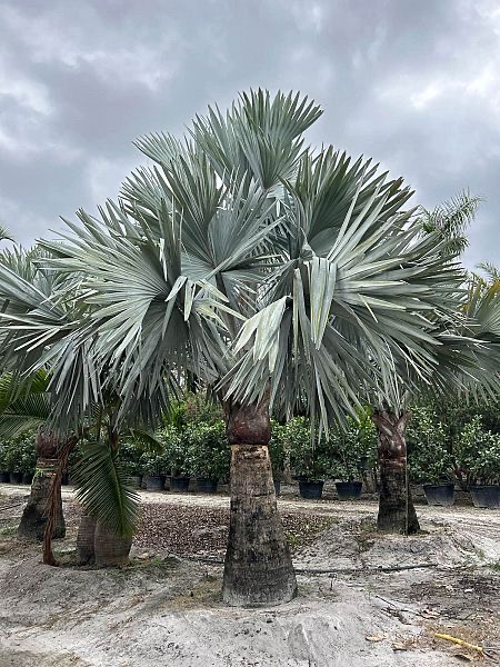 bismarckia-nobilis-silver-bismarck-palm