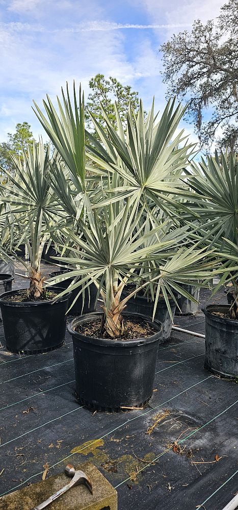 bismarckia-nobilis-silver-bismarck-palm
