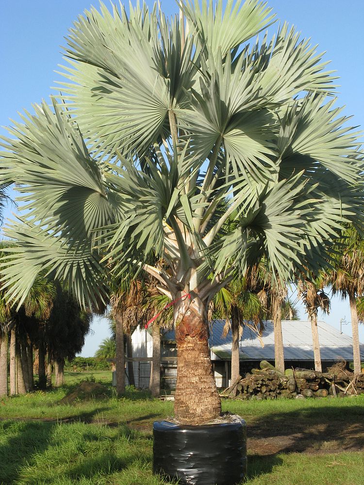 bismarckia-nobilis-silver-bismarck-palm