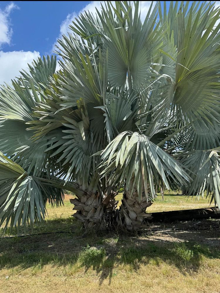 bismarckia-nobilis-silver-bismarck-palm
