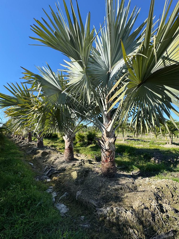 bismarckia-nobilis-silver-bismarck-palm
