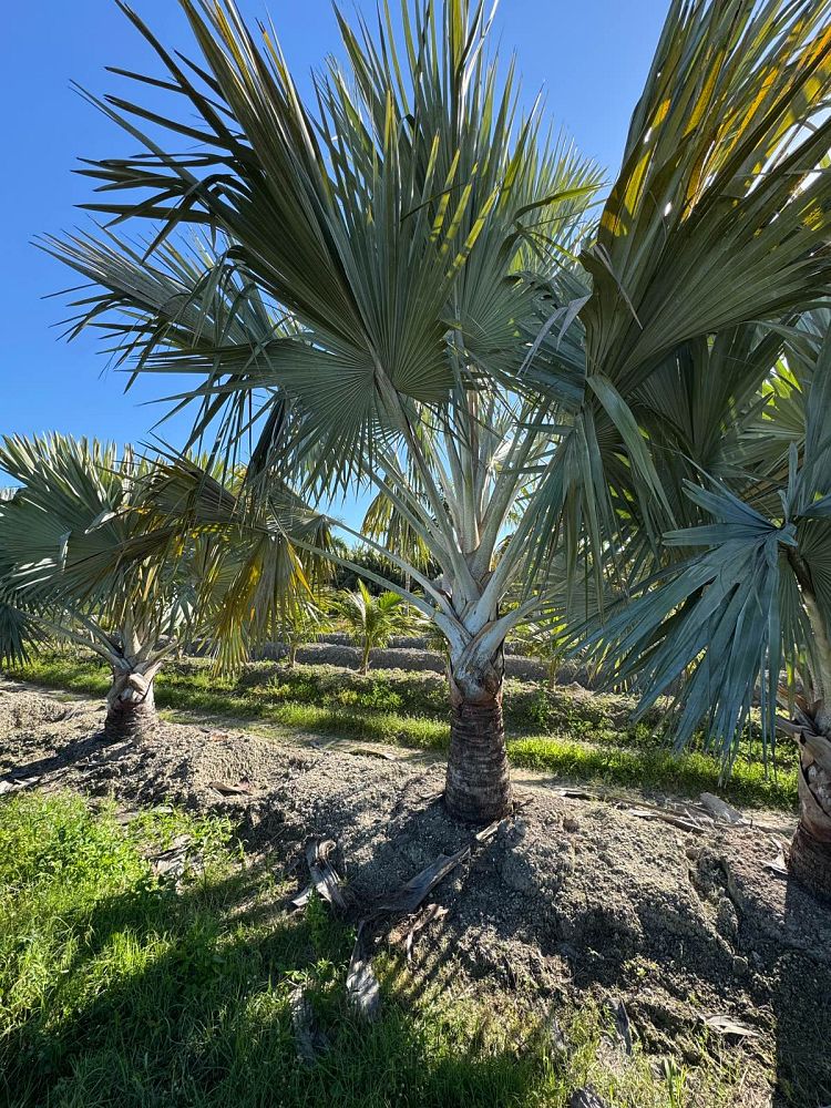 bismarckia-nobilis-silver-bismarck-palm