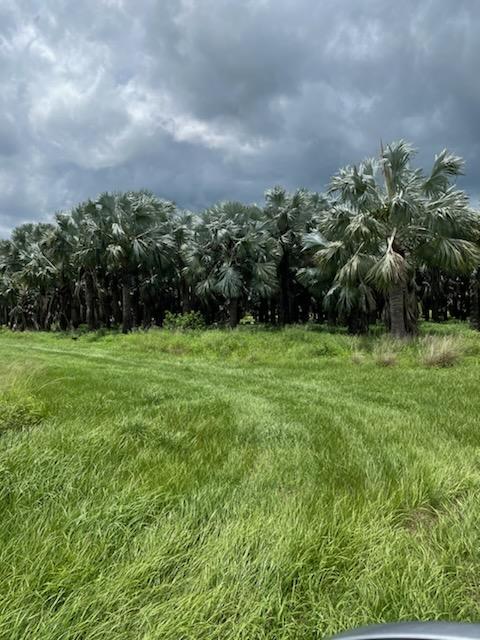 bismarckia-nobilis-silver-bismarck-palm