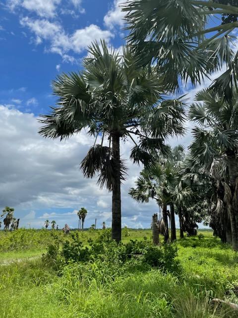 bismarckia-nobilis-silver-bismarck-palm