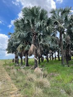 bismarckia-nobilis-silver-bismarck-palm