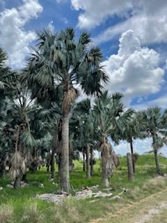 bismarckia-nobilis-silver-bismarck-palm
