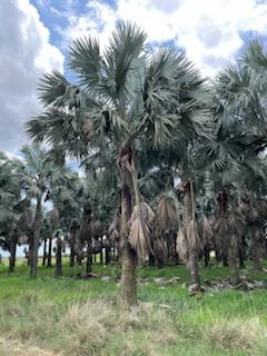 bismarckia-nobilis-silver-bismarck-palm
