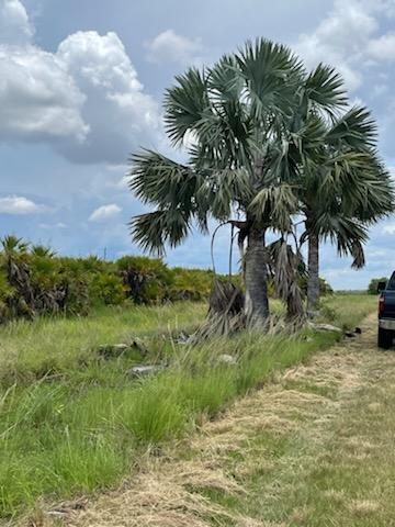 bismarckia-nobilis-silver-bismarck-palm