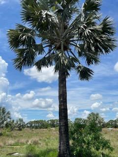 bismarckia-nobilis-silver-bismarck-palm