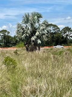 bismarckia-nobilis-silver-bismarck-palm