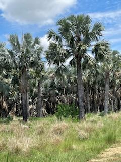 bismarckia-nobilis-silver-bismarck-palm