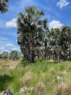 bismarckia-nobilis-silver-bismarck-palm