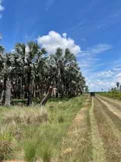 bismarckia-nobilis-silver-bismarck-palm