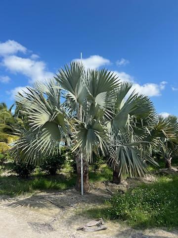 bismarckia-nobilis-silver-bismarck-palm