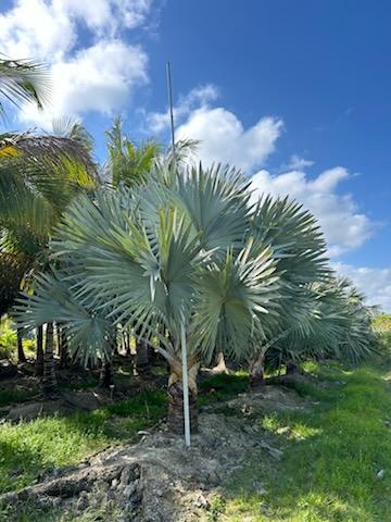 bismarckia-nobilis-silver-bismarck-palm