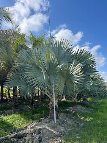 bismarckia-nobilis-silver-bismarck-palm