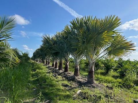 bismarckia-nobilis-silver-bismarck-palm