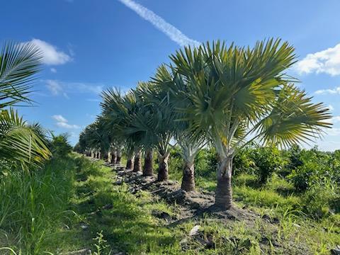 bismarckia-nobilis-silver-bismarck-palm