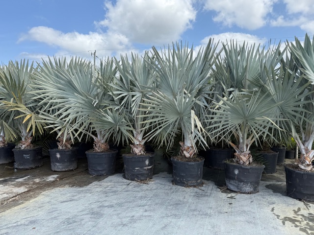 bismarckia-nobilis-silver-bismarck-palm