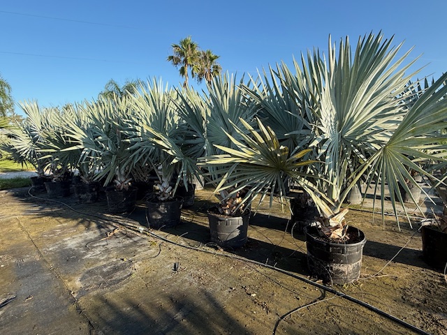 bismarckia-nobilis-silver-bismarck-palm