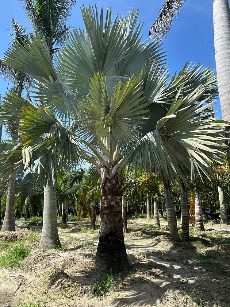 bismarckia-nobilis-silver-bismarck-palm