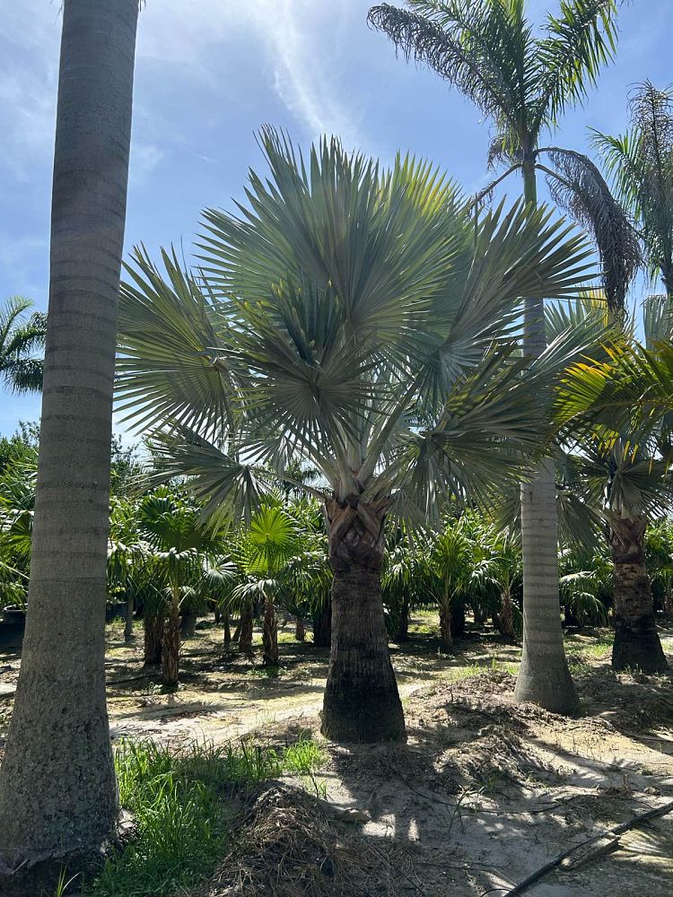 bismarckia-nobilis-silver-bismarck-palm