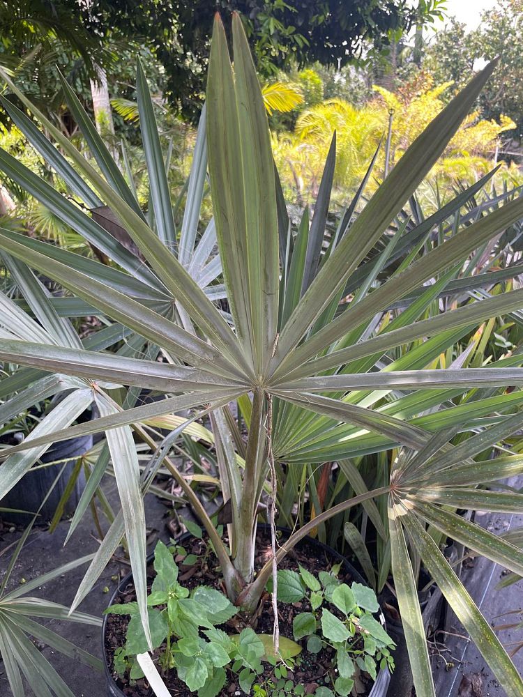 bismarckia-nobilis-silver-bismarck-palm