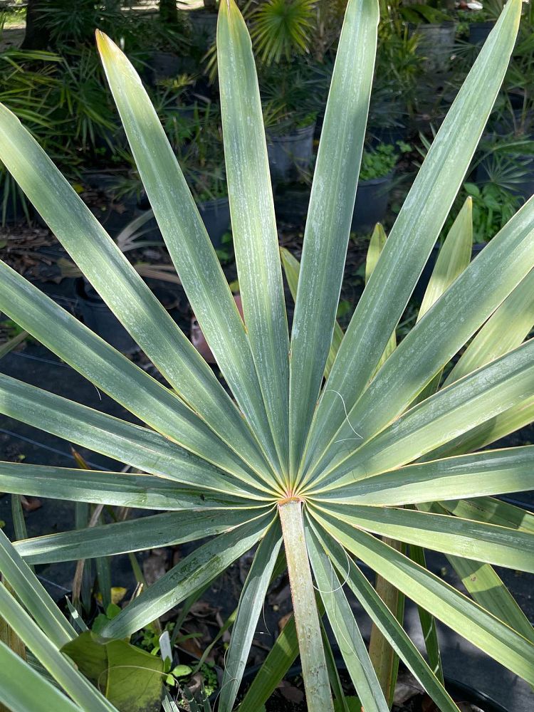 bismarckia-nobilis-silver-bismarck-palm