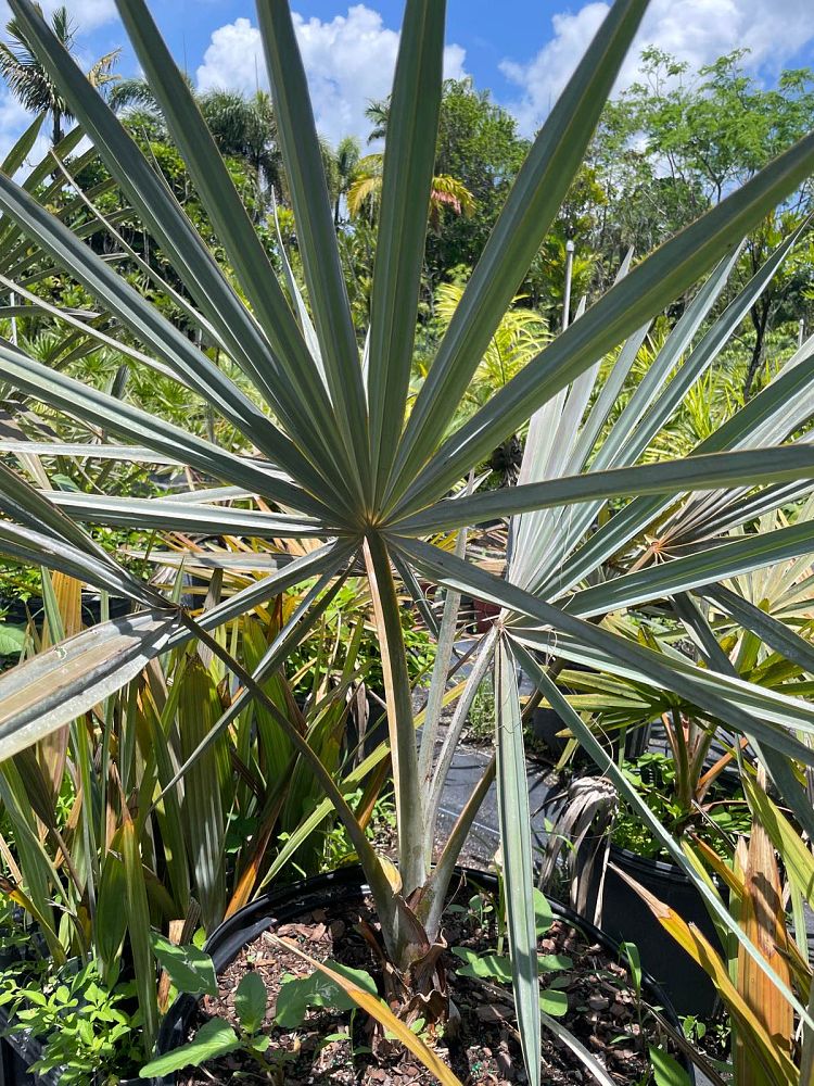 bismarckia-nobilis-silver-bismarck-palm