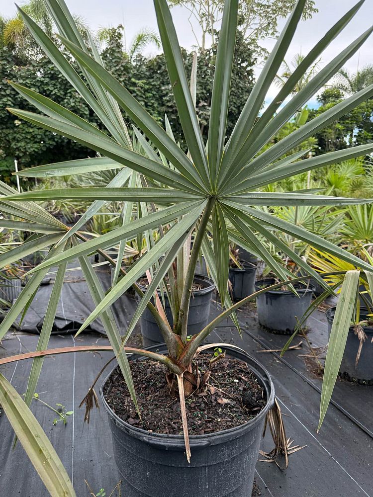 bismarckia-nobilis-silver-bismarck-palm