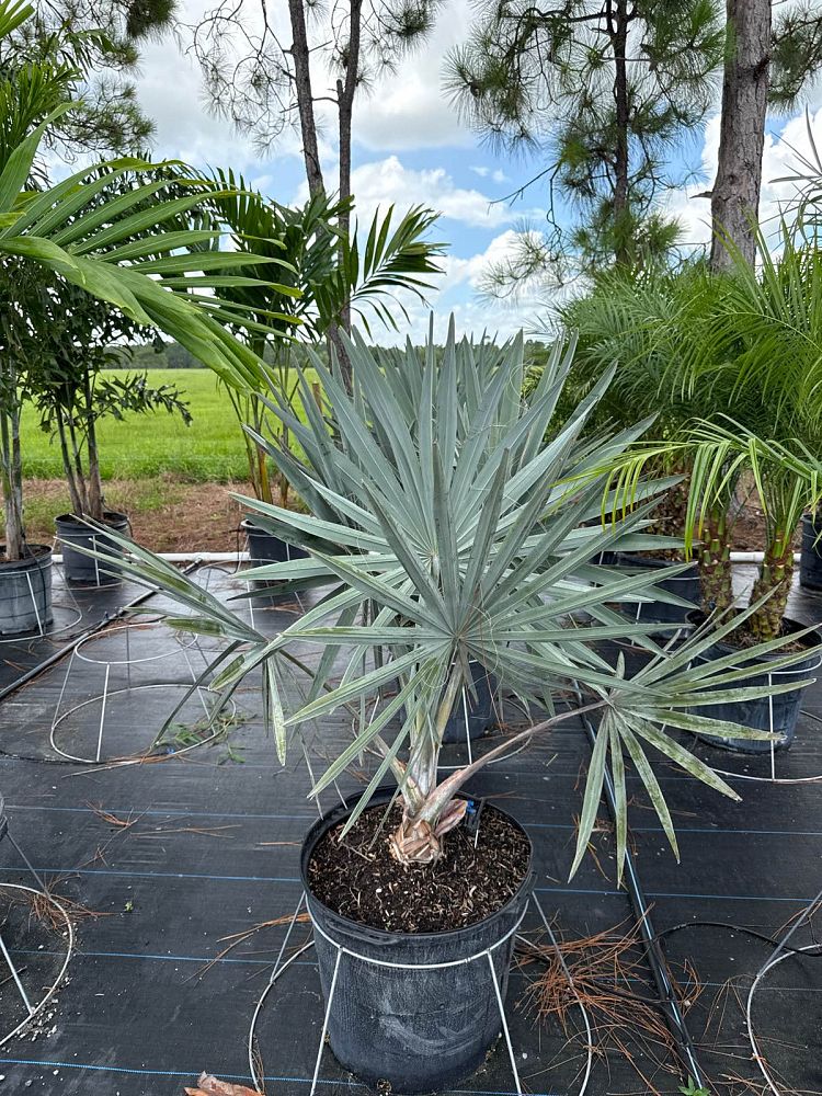 bismarckia-nobilis-silver-bismarck-palm