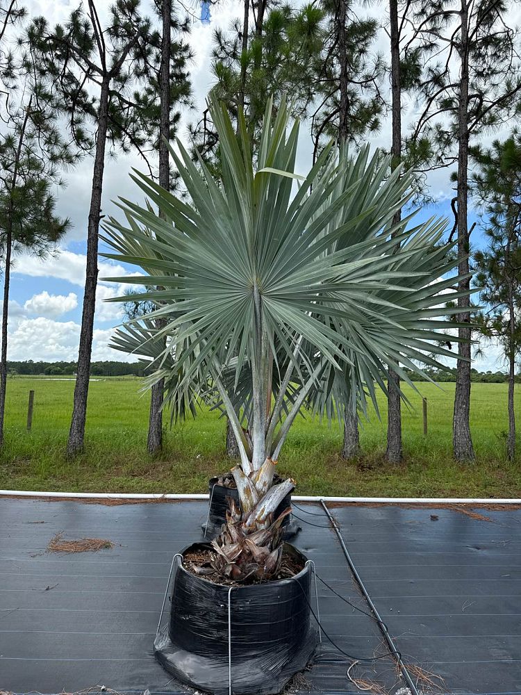 bismarckia-nobilis-silver-bismarck-palm