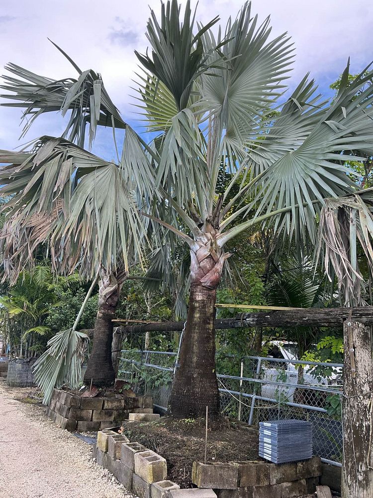 bismarckia-nobilis-silver-bismarck-palm