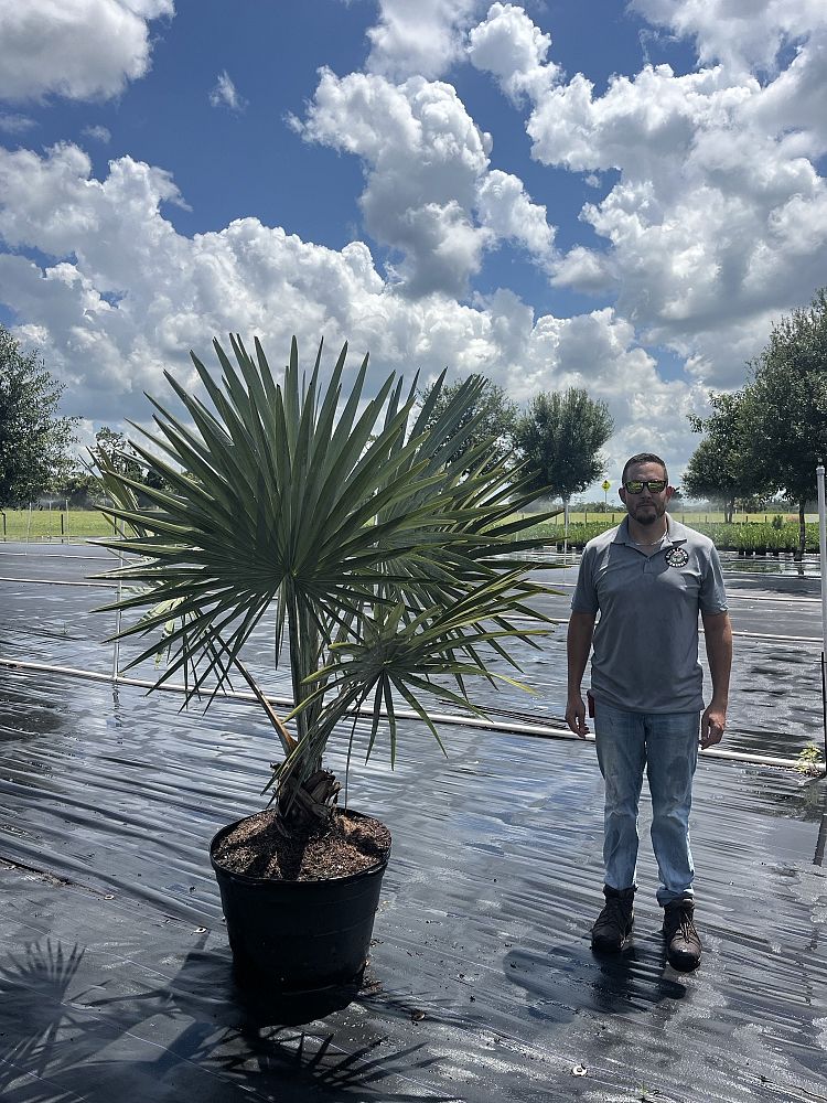 bismarckia-nobilis-silver-bismarck-palm
