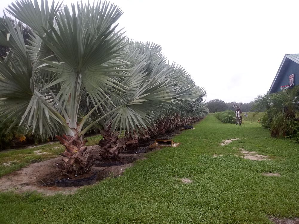 bismarckia-nobilis-silver-bismarck-palm