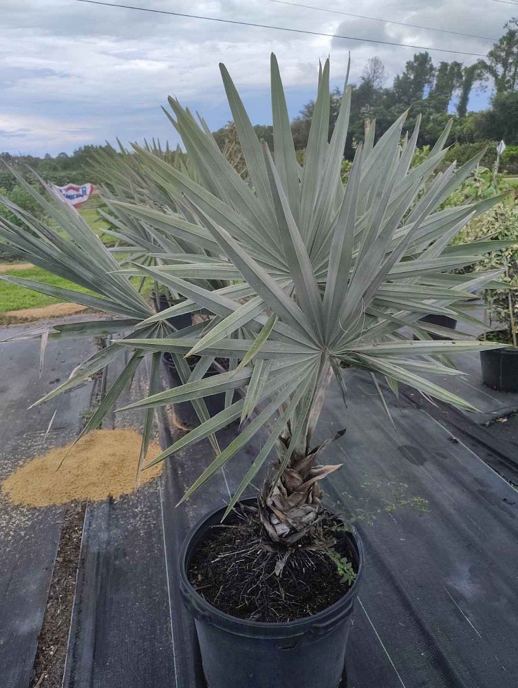 bismarckia-nobilis-silver-bismarck-palm