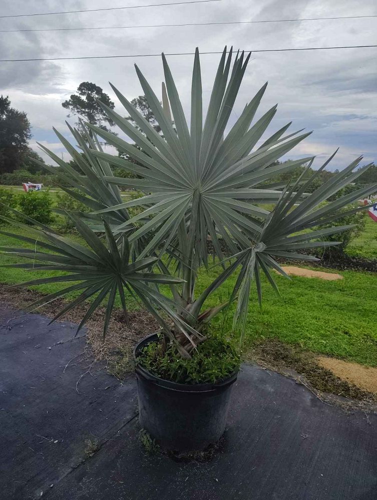 bismarckia-nobilis-silver-bismarck-palm