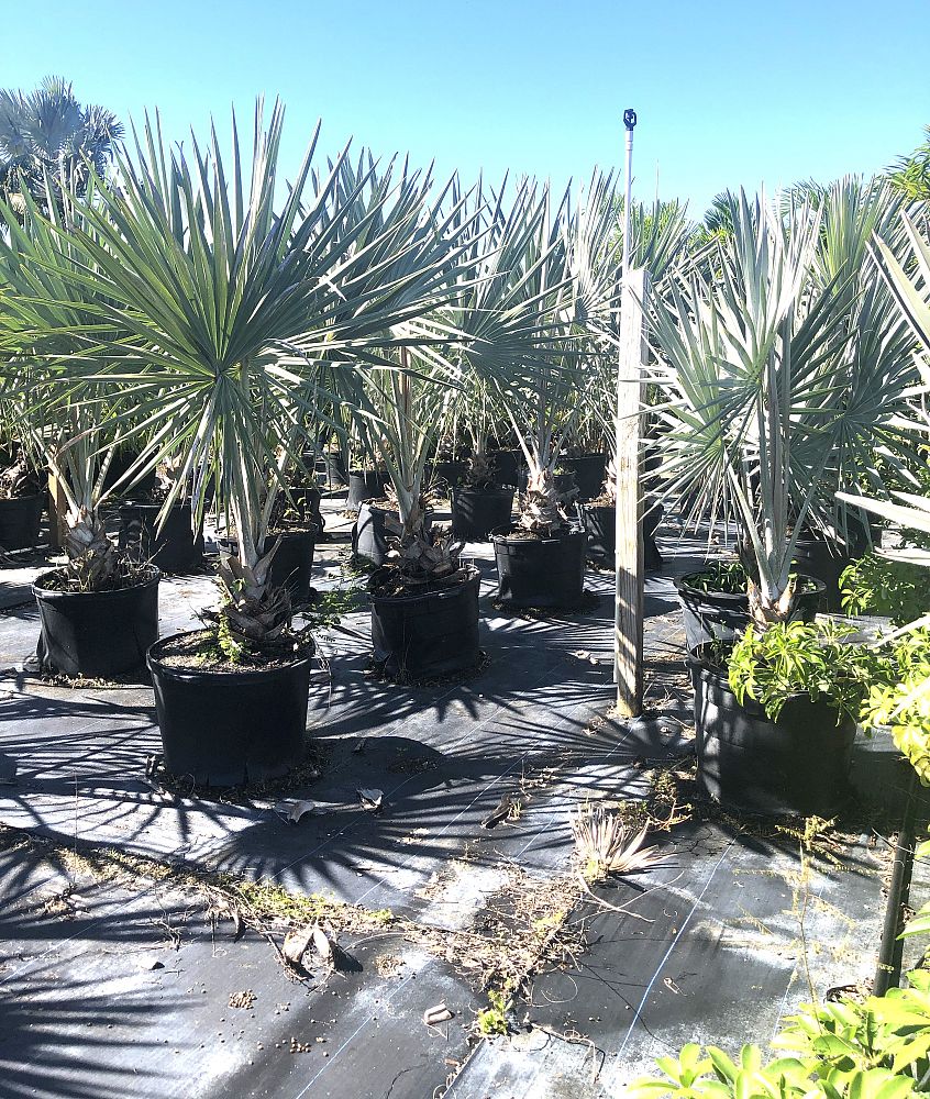 bismarckia-nobilis-silver-bismarck-palm