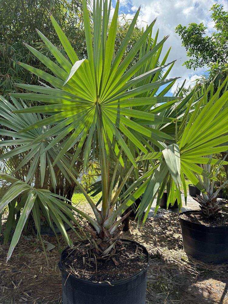 bismarckia-nobilis-silver-bismarck-palm
