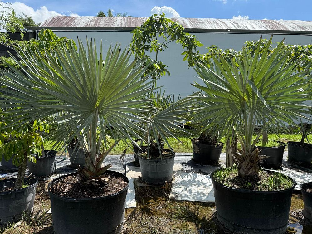 bismarckia-nobilis-silver-bismarck-palm