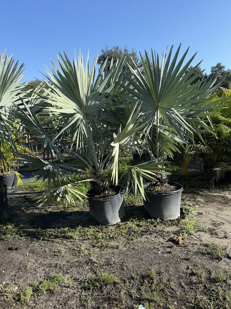 bismarckia-nobilis-silver-bismarck-palm