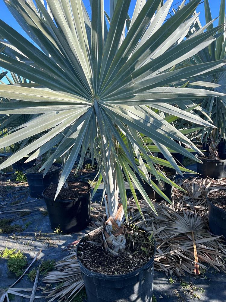 bismarckia-nobilis-silver-bismarck-palm