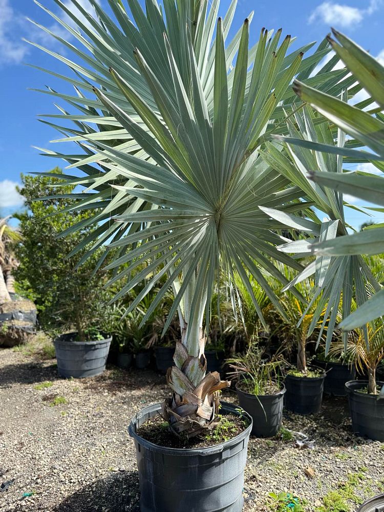bismarckia-nobilis-silver-bismarck-palm