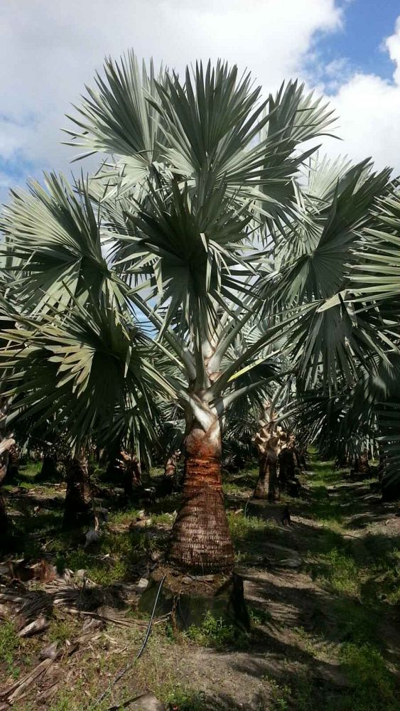 bismarckia-nobilis-silver-select-bismarck-palm
