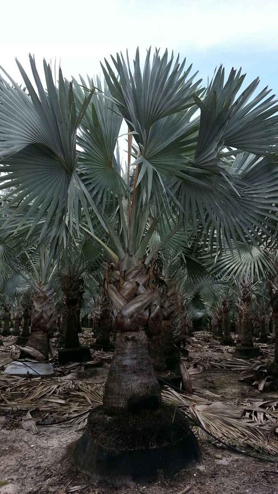 bismarckia-nobilis-silver-select-bismarck-palm